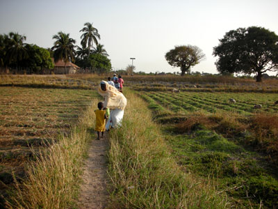 village fields of rice