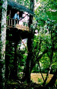 Edies tree house Posie Memorial 