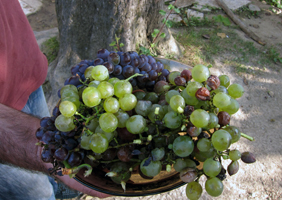 GeorgianGrapesSM